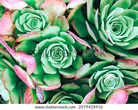 overhead of pale green succulents with bright pink petals Royalty-Free Stock Photo #2079428956
