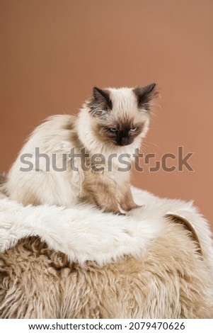 A small beige colored ragdoll baby kitten cat a on fluffy rug on brown background