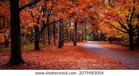 Red and yellow maple tree foliage. Vibrant warm colors of the trees in Good Will Park in Falmouth, Massachusetts in November. Tranquil nature walking themes with space for texts and designs.