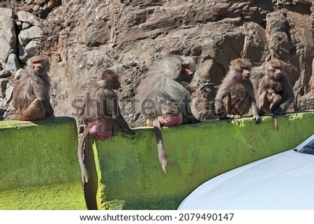 The monkey in mountains, Saudi Arabia
