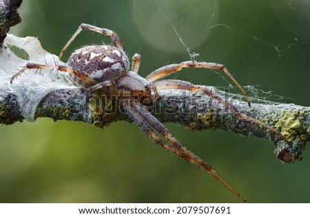 a spider is sitting on a plant