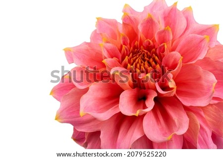 Pink, yellow and white fresh dahlia flower macro photo. Picture in color emphasizing the light different colours and yellow white highlights. 