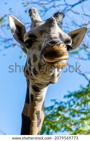 Close-up of a giraffe on a background of green trees looking at the camera