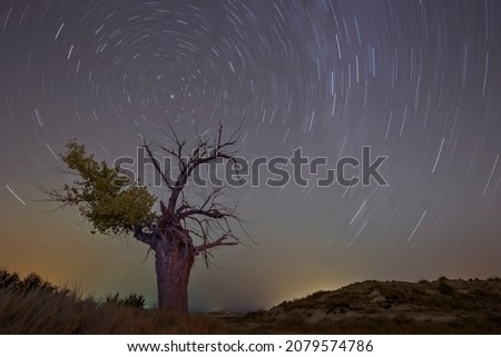 Night photography, circumpolar of stars, with a half-dry tree in the foreground.