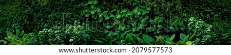 Group background of dark green tropical leaves ( monstera, palm, coconut leaf, fern, palm leaf,bananaleaf) Panorama background. concept of natu Royalty-Free Stock Photo #2079577573