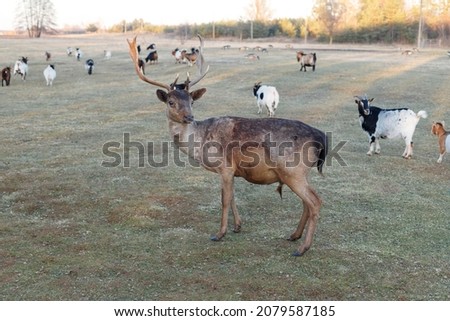 a deer on a farm with goats. tamed deer