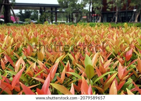 A field of Christina trees with red and green stems spread beautifully on a blurry background in the outdoor garden.