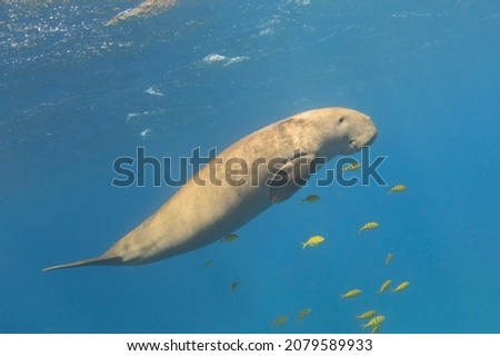 Dugong swimming underwater. Rare sea mammal (Dugong dugon). Sea cow