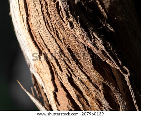 background of tree bark
