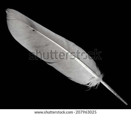 pigeon feather on the black background