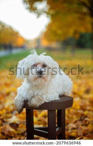 Cute little maltese dog, sitting on a wooden chair in the park, autumntime