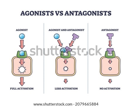 Agonists vs antagonists drugs behavior to receptor activation outline diagram. Labeled educational pharmacological compounds effect to block or stimulate body vector illustration. Pain cure or relief. Royalty-Free Stock Photo #2079665884