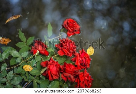 Photo of a bouquet of red roses in the water.