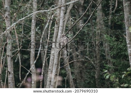 Strix uralensis wild owl in czech forest