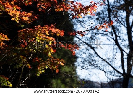 Red leaves in autumn in Japan.