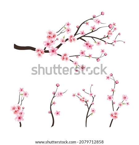 Pink sakura flower background. Sakura on white background. Watercolor cherry bud. Cherry blossom branch with sakura flower. Watercolor cherry blossom vector. Cherry blossom flower blooming vector. Royalty-Free Stock Photo #2079712858