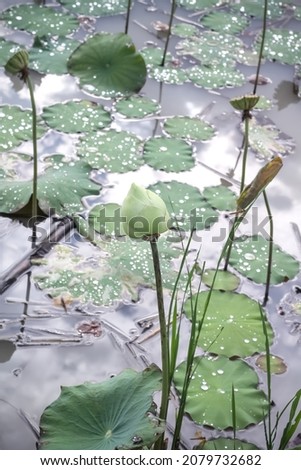 Nature lotus bud flowers( Nelumbo nucifera ) or pink water lily in pond