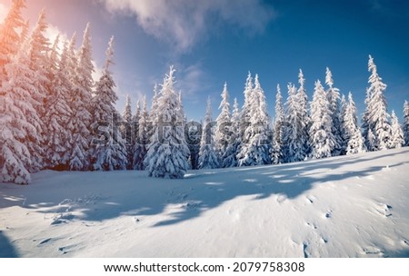 Christmas postcard. Spectacular winter landscape of mountain valley. Perfect sunrise in Carpathian mountains. Frosty scene of fir trees covered by fresh snow. Beauty of nature concept background.