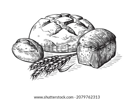 Bread vector hand drawn set illustration. Other types of wheat, flour fresh bread. Gluten food bakery engraved collection Royalty-Free Stock Photo #2079762313