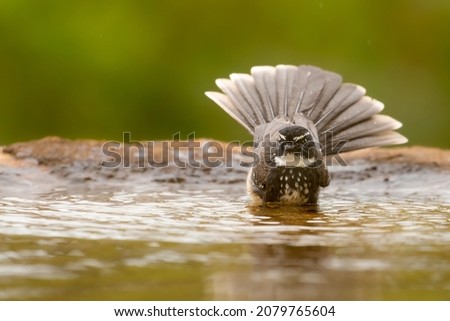 White-throated Fantail Bird taking on its Bath