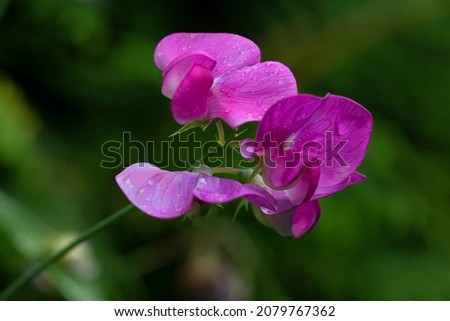 Red Lathyrus  is a fast-growing vine, which makes it widely used for vertical gardening.