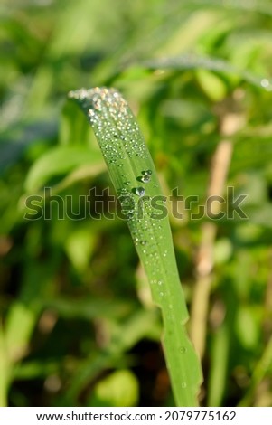 Dew drops on the leaf of the grass during morning time and shines in sunlight. Used selective focus.