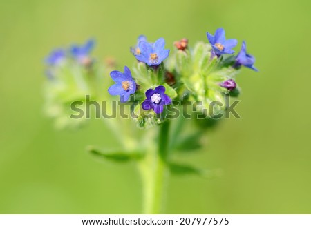 Closeup photo of a beautiful wildflower