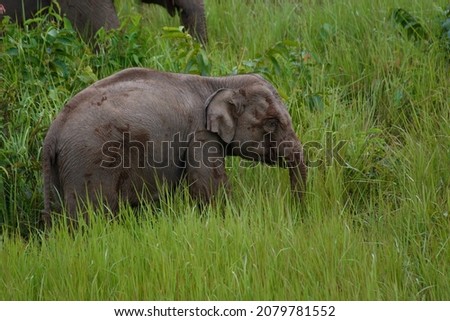 Its body is gray, its snout is called the trunk. The trunk of the Asian elephant has only one beak. Nakhon Ratchasima, Thailand.