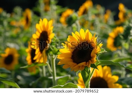 Sunflower field beautiful yellow flower nature photo in Chiang Mai Thailand
