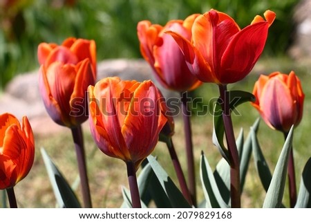 Sunny spring day. In a flower bed magnificent tulips of a grade the Princess Irene blossom. In total on a green-gray background. Royalty-Free Stock Photo #2079829168