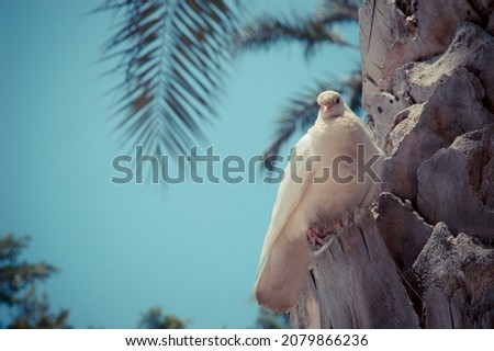 White dove on palm tree with blue background in Benidorm, costa blanca, spain, paradise bird, luxury tranquil vacation