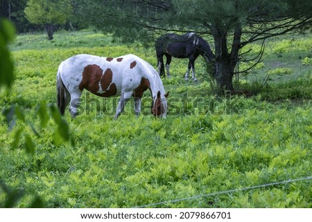 Horse roaming and feeding in pasture 
