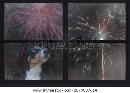 Dog looks out the window and watching the fireworks, appenzeller sennenhund  Royalty-Free Stock Photo #2079887614
