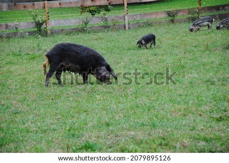 Pig and baby pig on meadow
