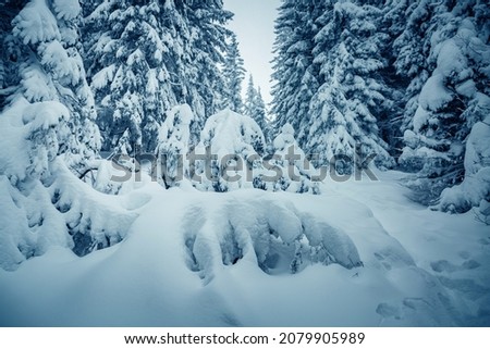 Magical view of snow-capped forest on frosty day. Carpathian mountains, Ukraine, Europe. Photo of winter vacation. Happy New Year celebration concept. Perfect wallpapers. Discover the beauty of earth.