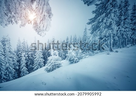 Exotic view of snow-capped forest on frosty day. Carpathian mountains, Ukraine, Europe. Photo of winter holiday. Happy New Year celebration concept. Fabulous wallpapers. Discover the beauty of earth.