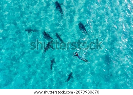 Drone top view of snorkel diver  with big sharks