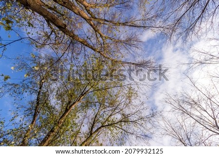 Autumn trees and blue sky with white clouds