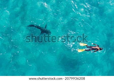 Drone top view of snorkel diver  with big shark