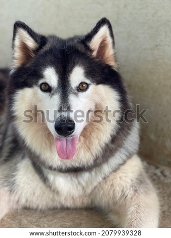 Siberian dog, black and white, is sleeping and sticking out a long tongue.