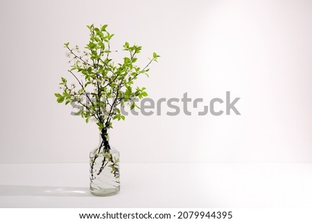 Glass vase with twigs of blossoming cherry on a white background with copy space. Spring flower bouquet. Interior decor. Elegant business card mockup. Mothers day postcard. Freshness. Minimalist.