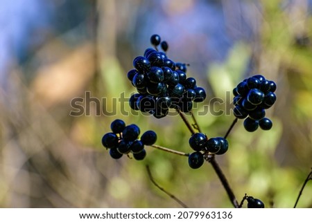 Vitis labrusca, grape fox or muscadine, is a species of wild vine. Bunch of her black berries for catalogs or calendars