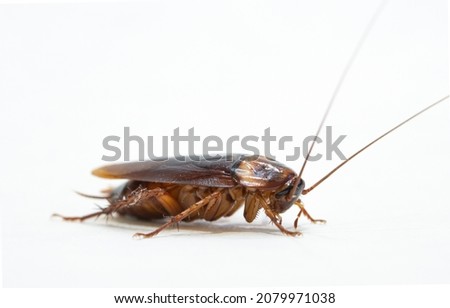 The big cockroach Periplaneta americana on the white background.