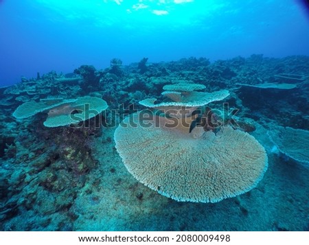 Scuba diving on the reefs of Majuro,Marshall islands
