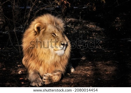 Male African Lion caught in a Beam of Light near Dawn