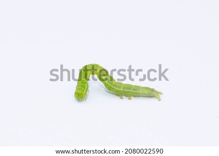Cute Green Inchworm (disambiguation), the caterpillar of a Geometer moth. white background isolated
 Royalty-Free Stock Photo #2080022590