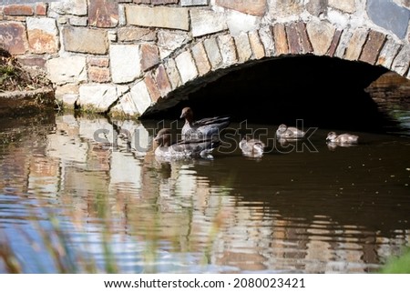 Mother and father duck with their ducklings under a bridge in a pond