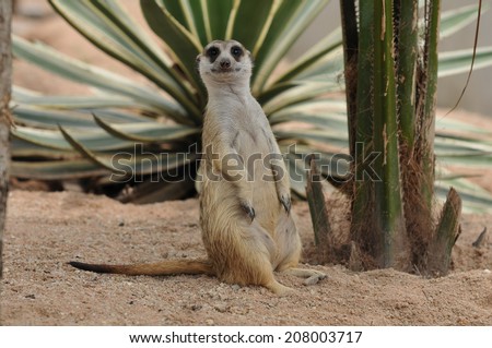 meercat looking for something
