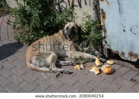 Homeless stray dog in view as omestic animal concept