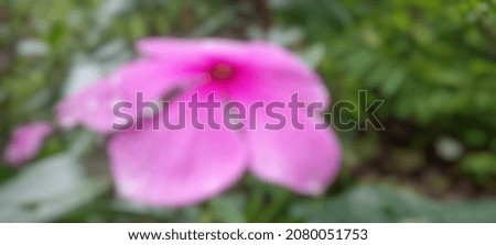 Meet the beauty of blurred abstract background of pink flower outdoor